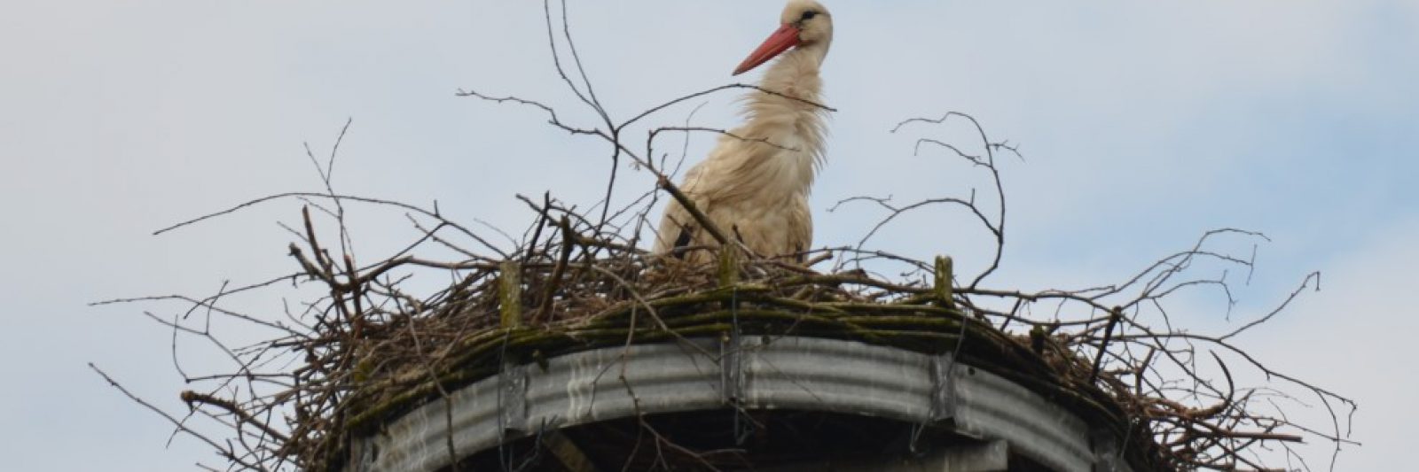 Storchennest