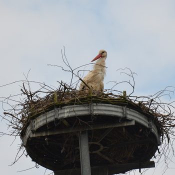 Storchennest