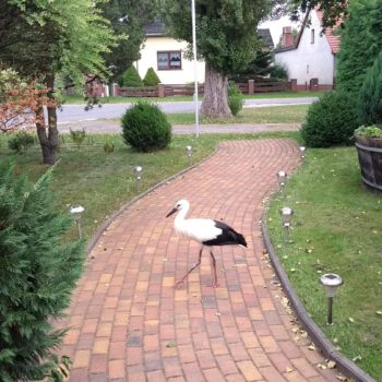 Junger Storch aus 2017